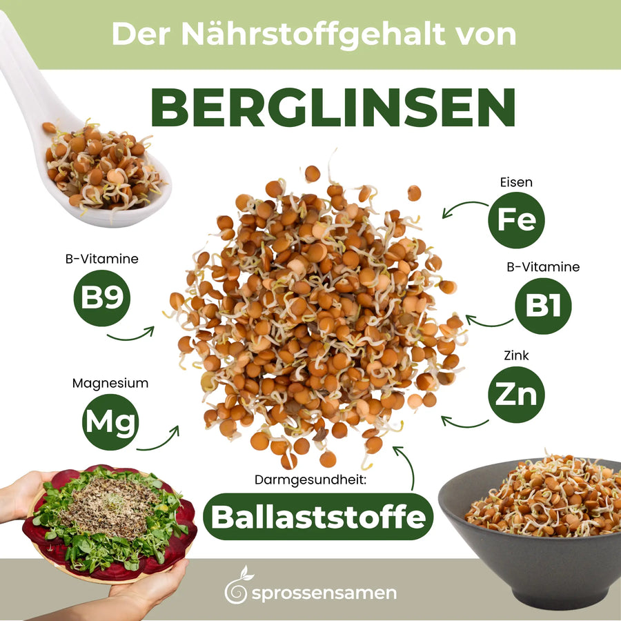 Berglinsen Sprossensamen Bio 500g