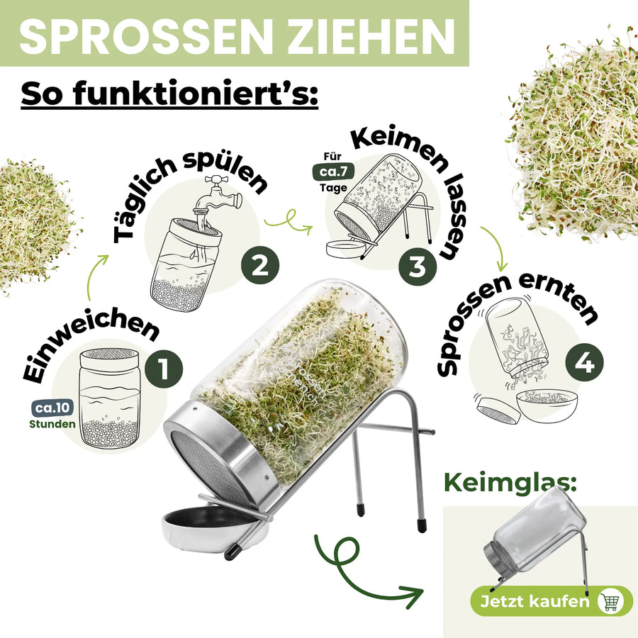 Alfalfa Sprossen / Luzerne Bio Samen 250g