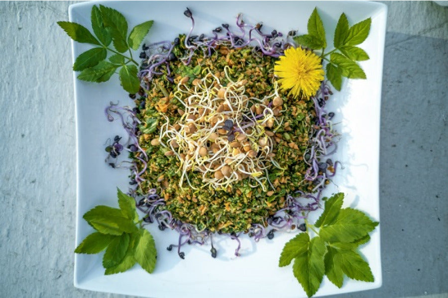 Kräftigender Sprossen-Wildkräuter-Salat mit Rettich Sprossen und Berglinsen Sprossen