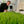 Weizen Samen Bio