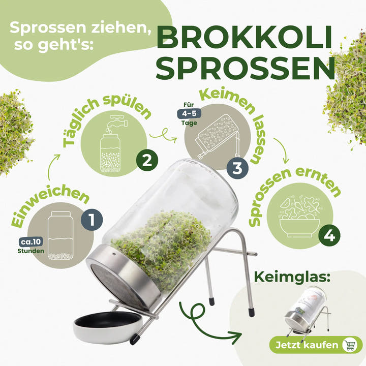 Comment faire pousser ses propres germes de brocoli en 4 étapes