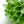 Mariendistel Microgreen in Bio-Qualität, natürliche Quelle für Nähr- und Vitalstoffe