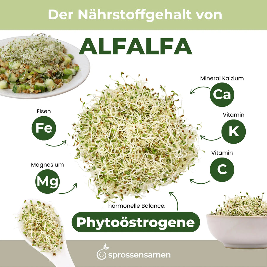 Alfalfa Sprossen / Luzerne Bio Samen 250g