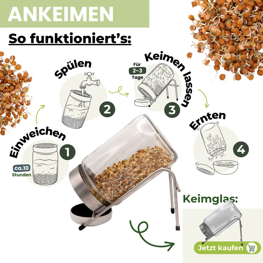 Berglinsen Sprossensamen Bio 500g