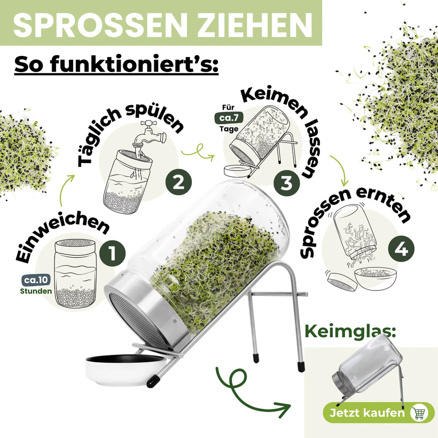 Zwiebeln/Lauch Bio Samensprossen
