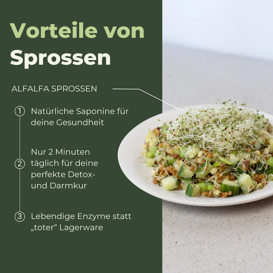 Alfalfa Sprossen / Luzerne Bio Samen 250g